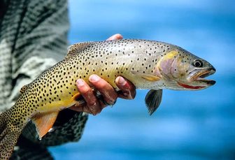 Indiana DNR to stock 755 rainbow trout at Fort Wayne and Huntington sites this fall