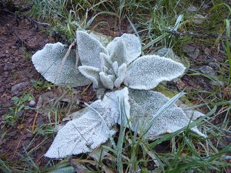 Freeze warning covers northern Indiana early Sunday, with lows as low as 31