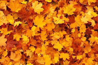 Valparaiso leaf collection runs Nov. 2 through Dec. 4