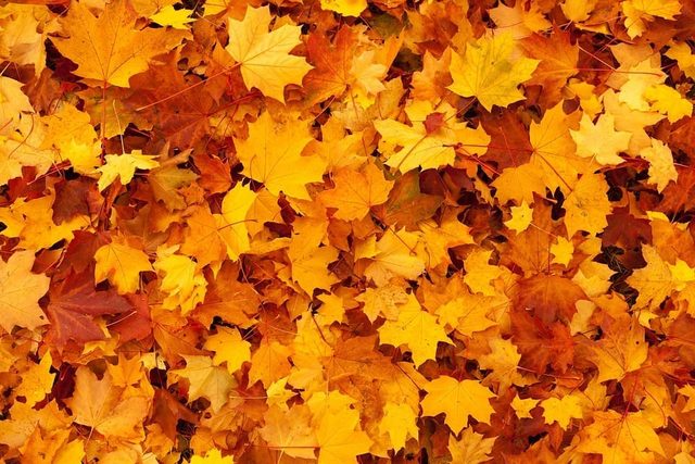 Valparaiso leaf collection runs Nov. 2 through Dec. 4